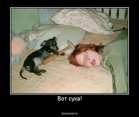 Вот сука!