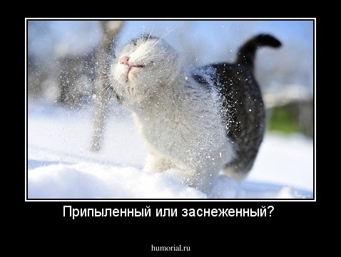 Припыленный или заснеженный? 