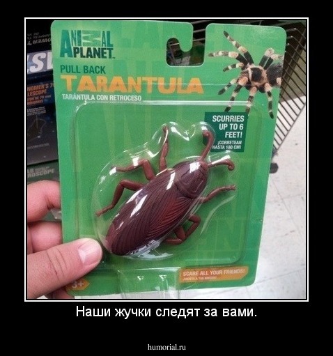 Наши жучки следят за вами.