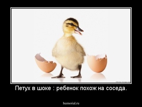 Петух в шоке : ребенок похож на соседа.