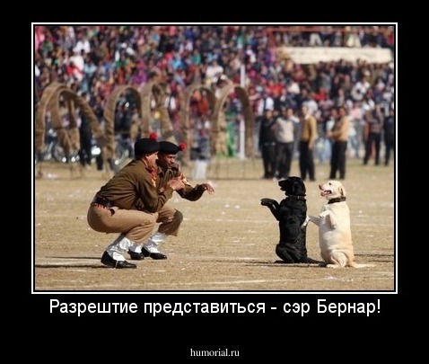 Разрештие представиться - сэр Бернар!