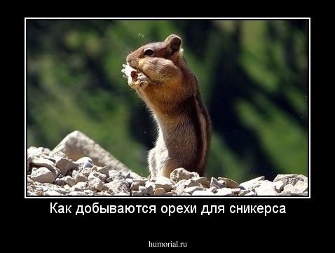 Как добываются орехи для сникерса