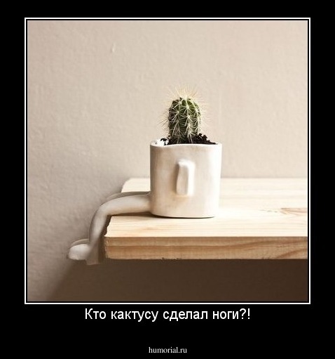 Кто кактусу сделал ноги?!