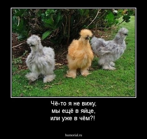 Чё-то я не вижу, мы ещё в яйце, или уже в чём?!