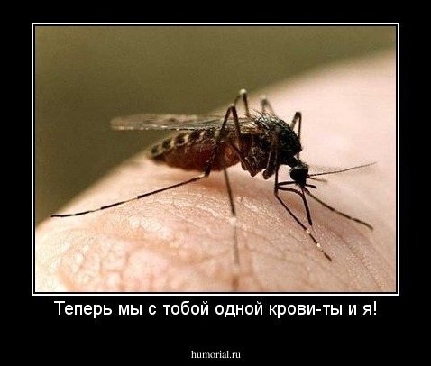 Теперь мы с тобой одной крови-ты и я!