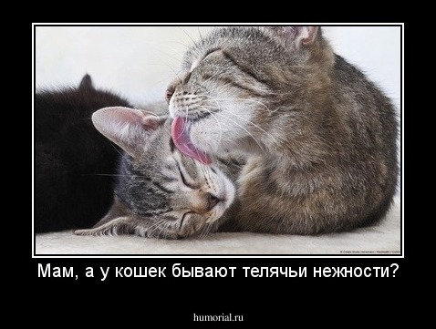 Мам, а у кошек бывают телячьи нежности?