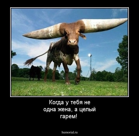 Когда у тебя не одна жена, а целый гарем!