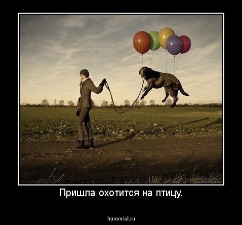 Пришла охотится на птицу.