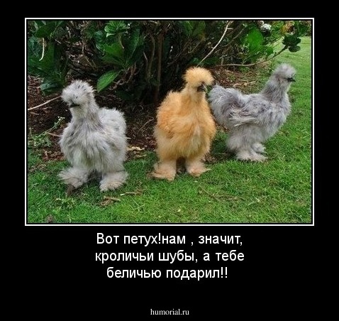 Вот петух!нам , значит, кроличьи шубы, а тебе беличью подарил!!