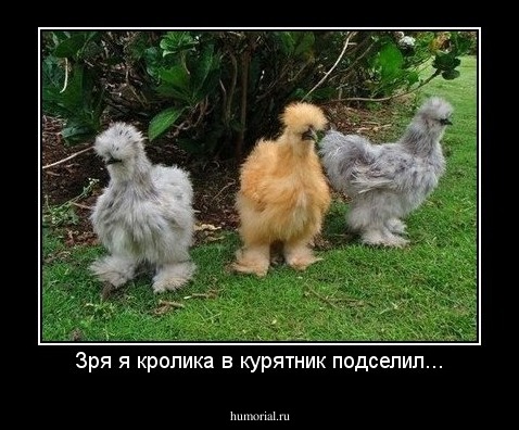 Зря я кролика в курятник подселил...