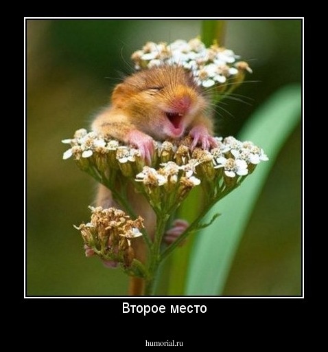 Второе место