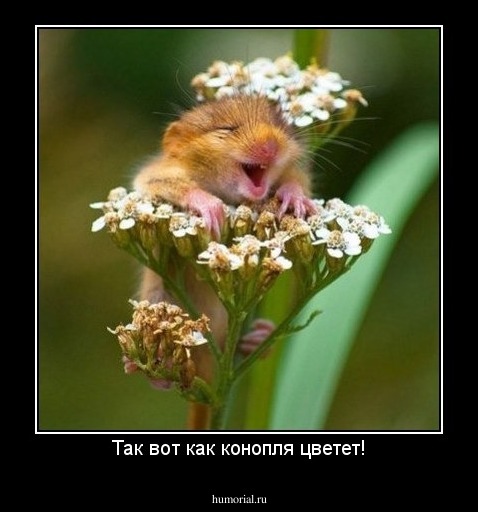 Так вот как конопля цветет!