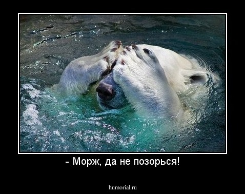 - Морж, да не позорься!