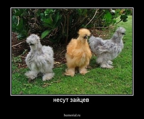 несут зайцев 
