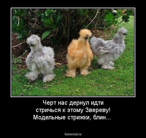 Черт нас дернул идти стричься к этому Звереву! Модельные стрижки, блин...