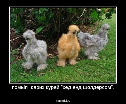 помьіл  своих курей "хед енд шолдерсом".