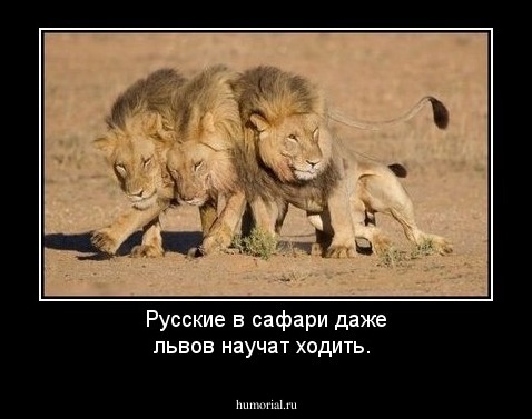 Русские в сафари даже львов научат ходить.