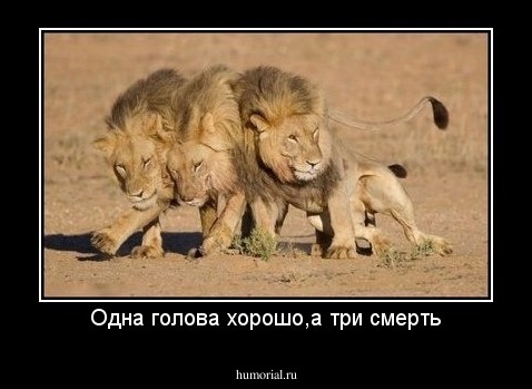 Одна голова хорошо,а три смерть
