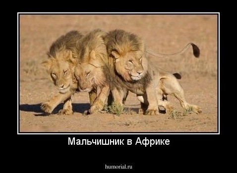 Мальчишник в Африке