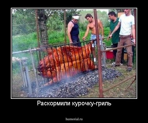 Раскормили курочку-гриль