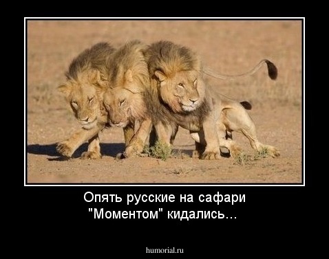 Опять русские на сафари  "Моментом" кидались...