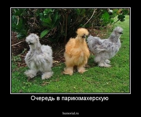 Очередь в парикхмахерскую 