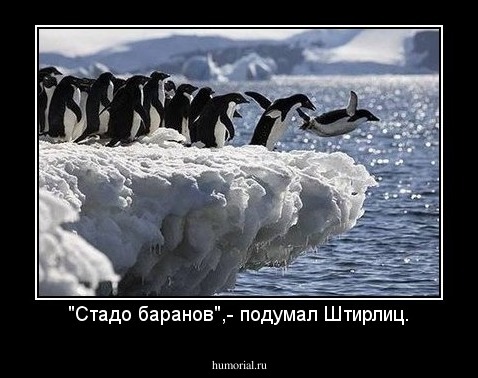 "Стадо баранов",- подумал Штирлиц.
