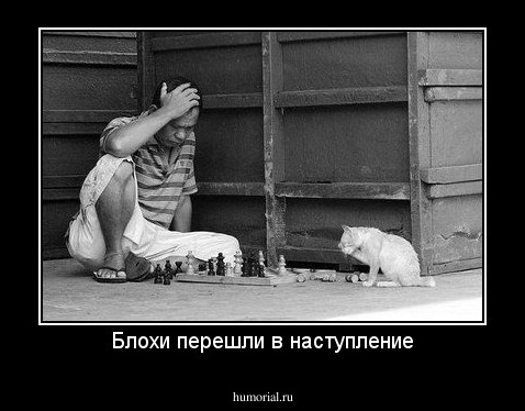 Блохи перешли в наступление