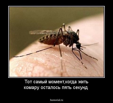 Тот самый момент,когда жить комару осталось пять секунд
