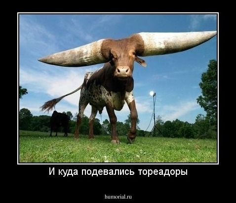 И куда подевались тореадоры