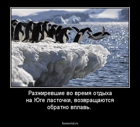 Разжиревшие во время отдыха на Юге ласточки, возвращаются обратно вплавь.