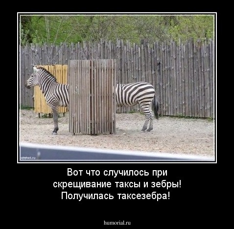 Вот что случилось при скрещивание таксы и зебры! Получилась таксезебра! 