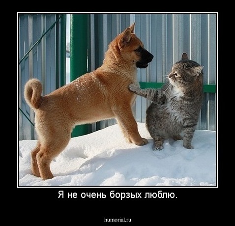 Я не очень борзых люблю.