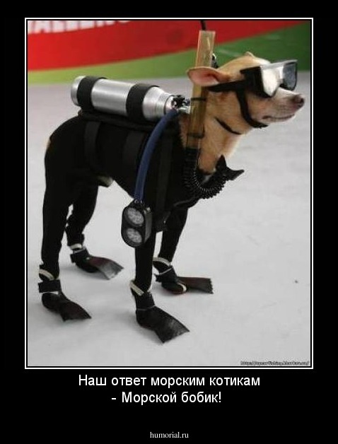 Наш ответ морским котикам - Морской бобик!