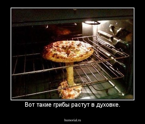 Вот такие грибы растут в духовке.