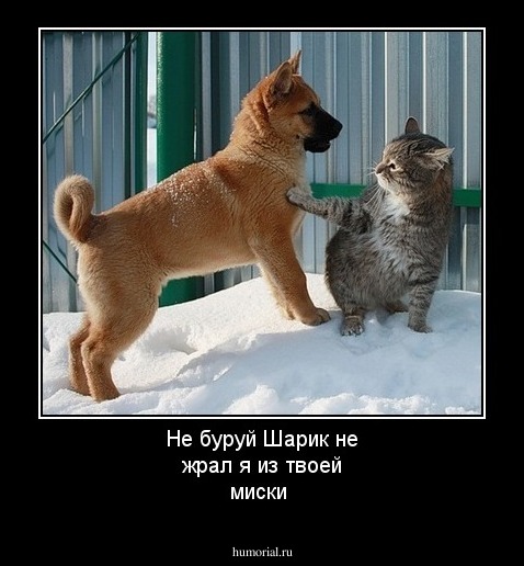 Не буруй Шарик не жрал я из твоей миски