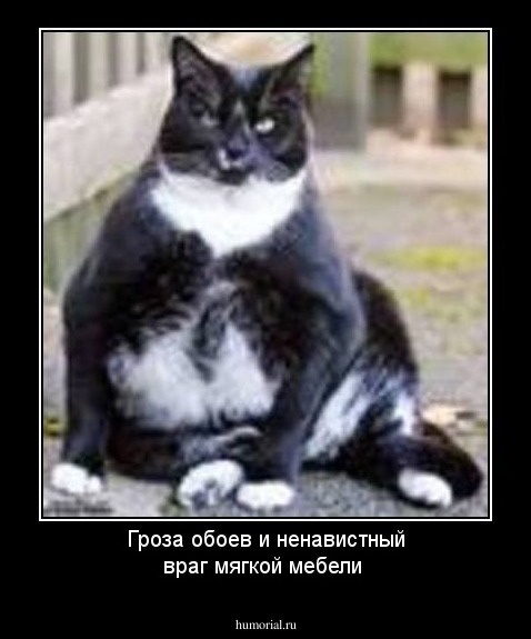 Гроза обоев и ненавистный враг мягкой мебели