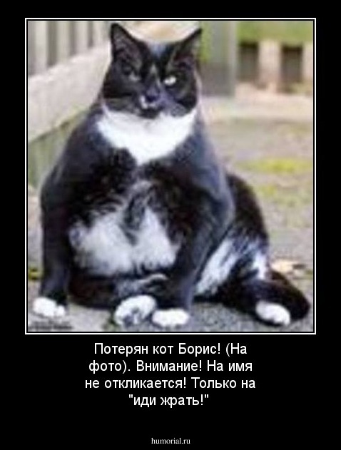 Потерян кот Борис! (На фото). Внимание! На имя не откликается! Только на "иди жрать!"