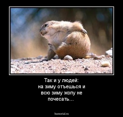 Так и у людей: на зиму отъешься и всю зиму жопу не почесать...