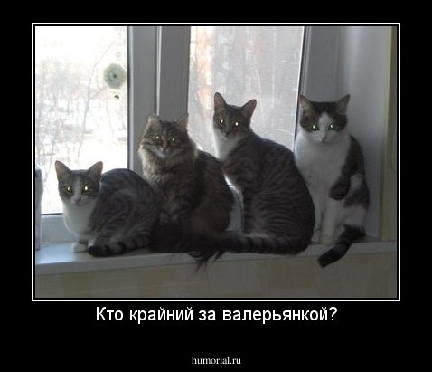 Кто крайний за валерьянкой?