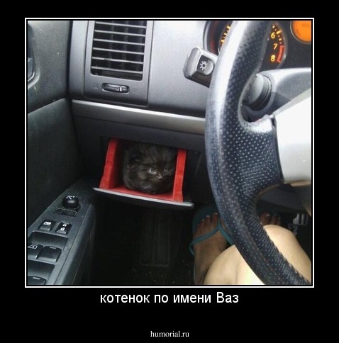 котенок по имени Ваз