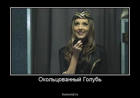 Окольцованный Голубь