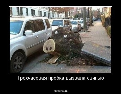 Трехчасовая пробка вызвала свинью