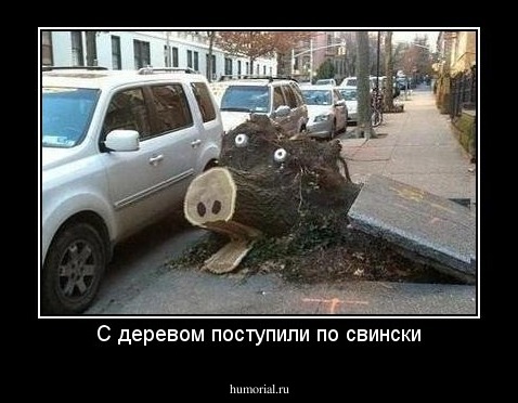 С деревом поступили по свински