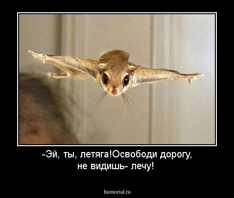 -Эй, ты, летяга!Освободи дорогу, не видишь- лечу!