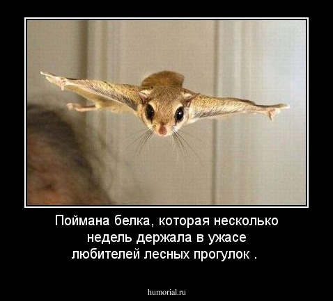 Поймана белка, которая несколько недель держала в ужасе любителей лесных прогулок .