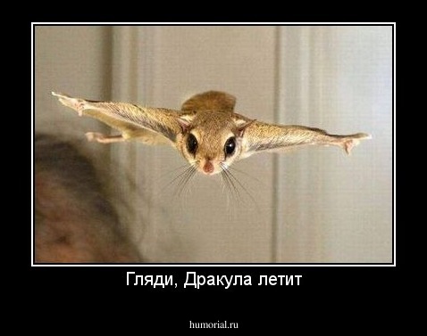 Гляди, Дракула летит