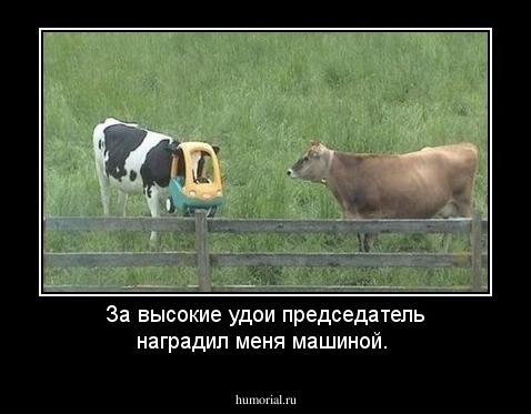 За высокие удои председатель наградил меня машиной.