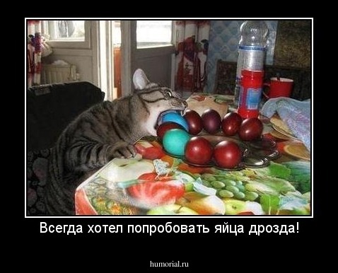 Всегда хотел попробовать яйца дрозда!