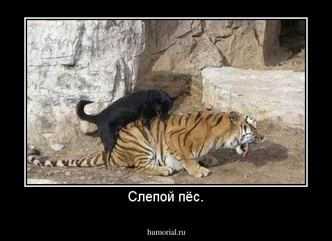 Слепой пёс.